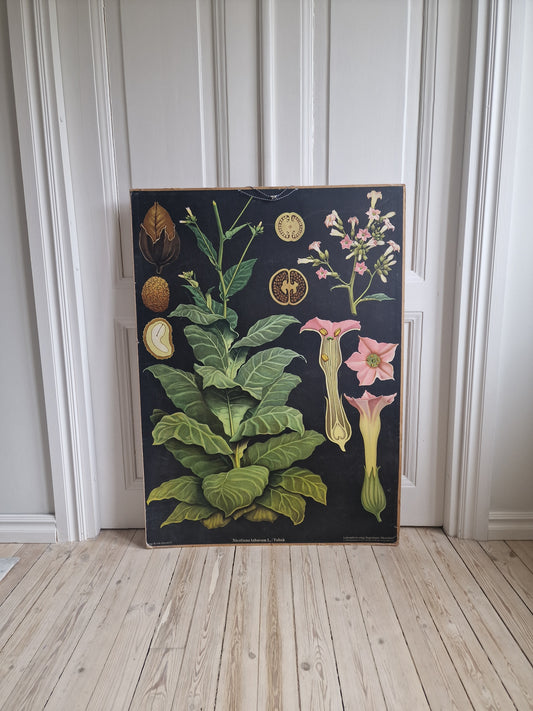Large plant table Tobacco