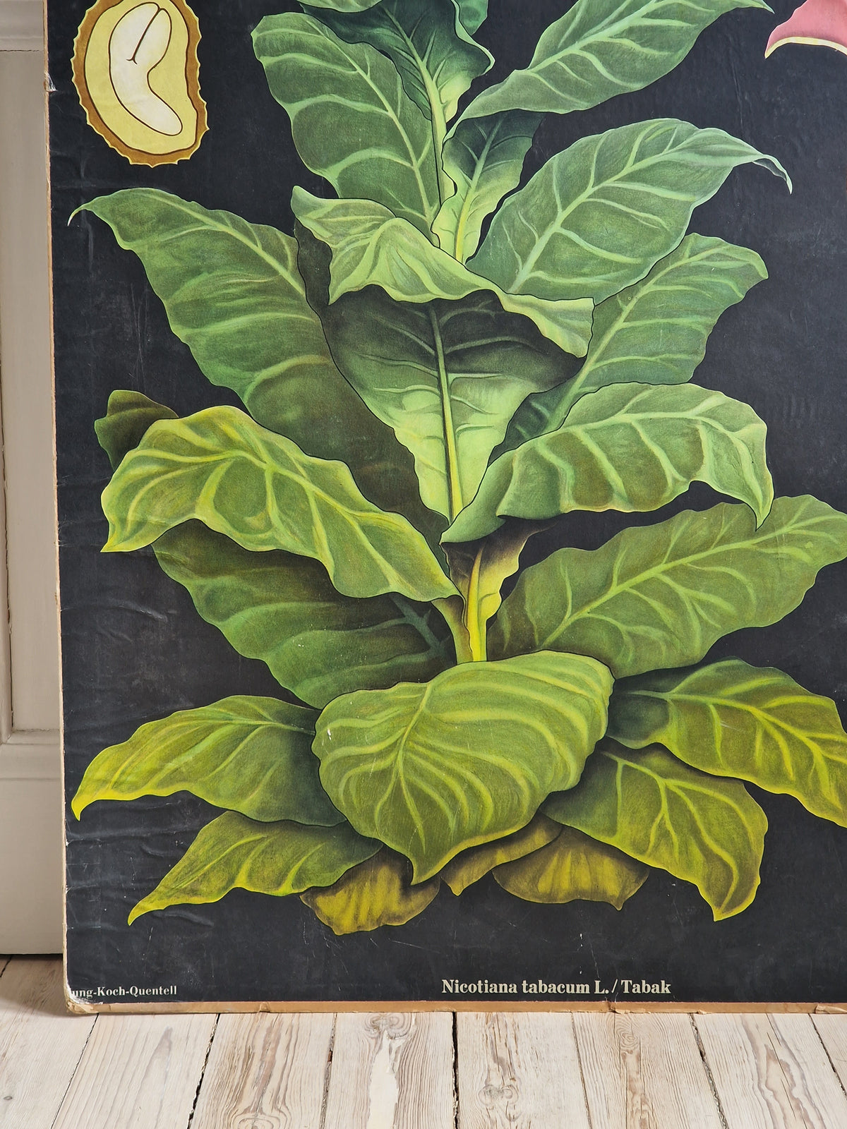 Suuri kasvitaulu Tupakka