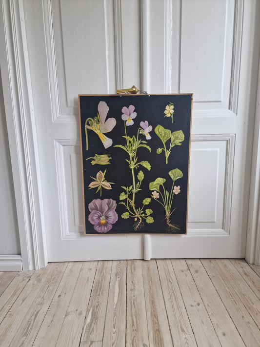 Vanha Ebba Masalin orvokkeja -opetustaulu