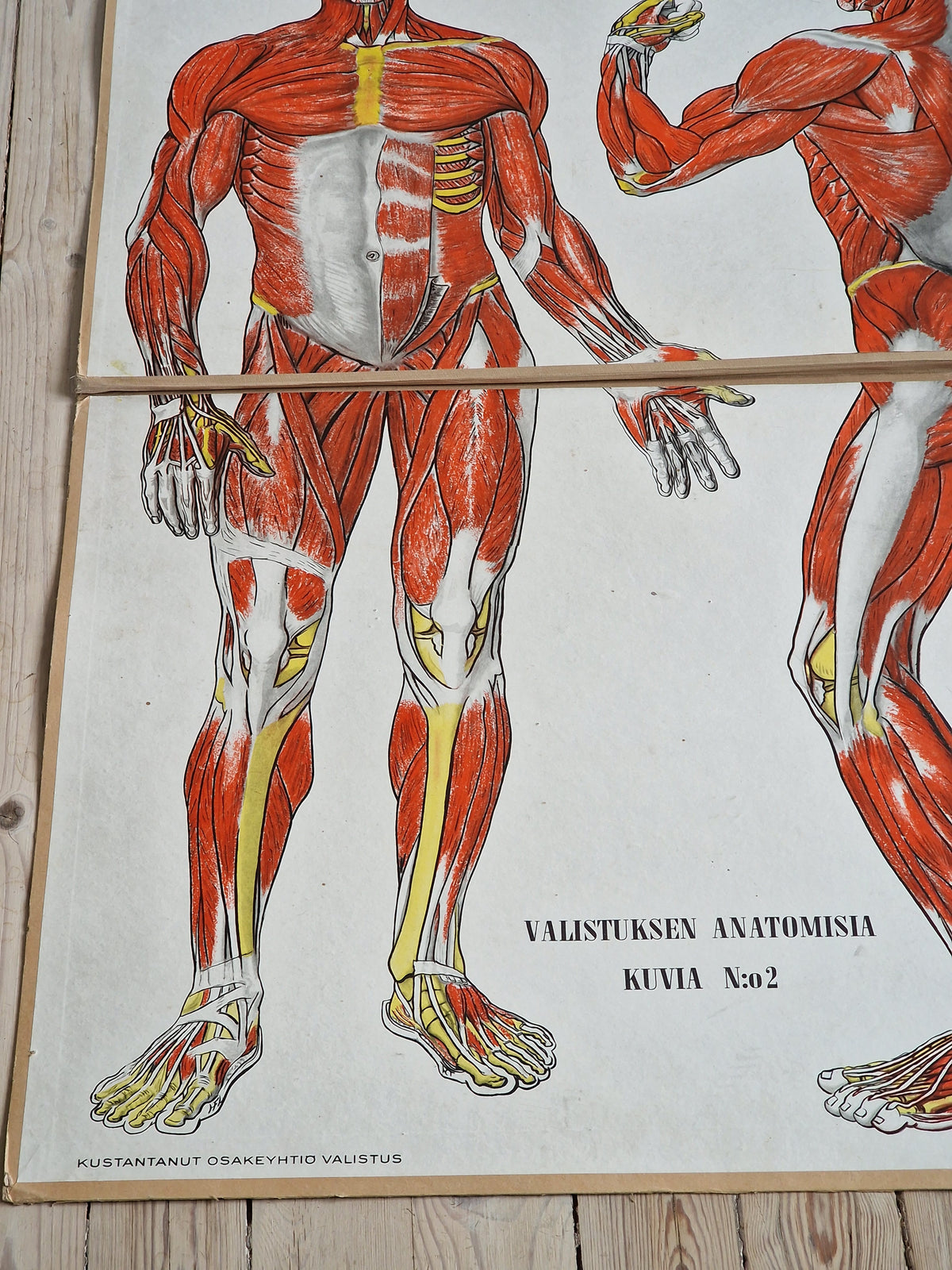 Valistuksen anatomia "Lihaksisto"