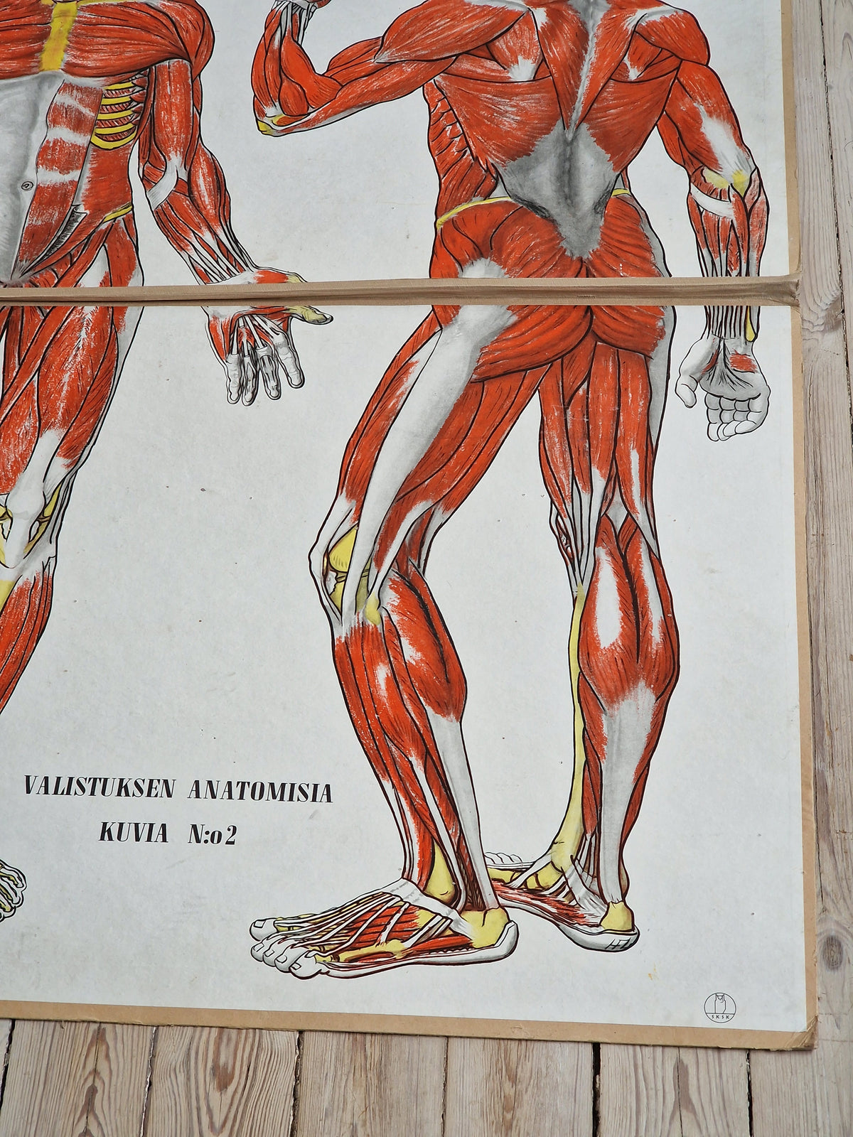 Valistuksen anatomia "Lihaksisto"