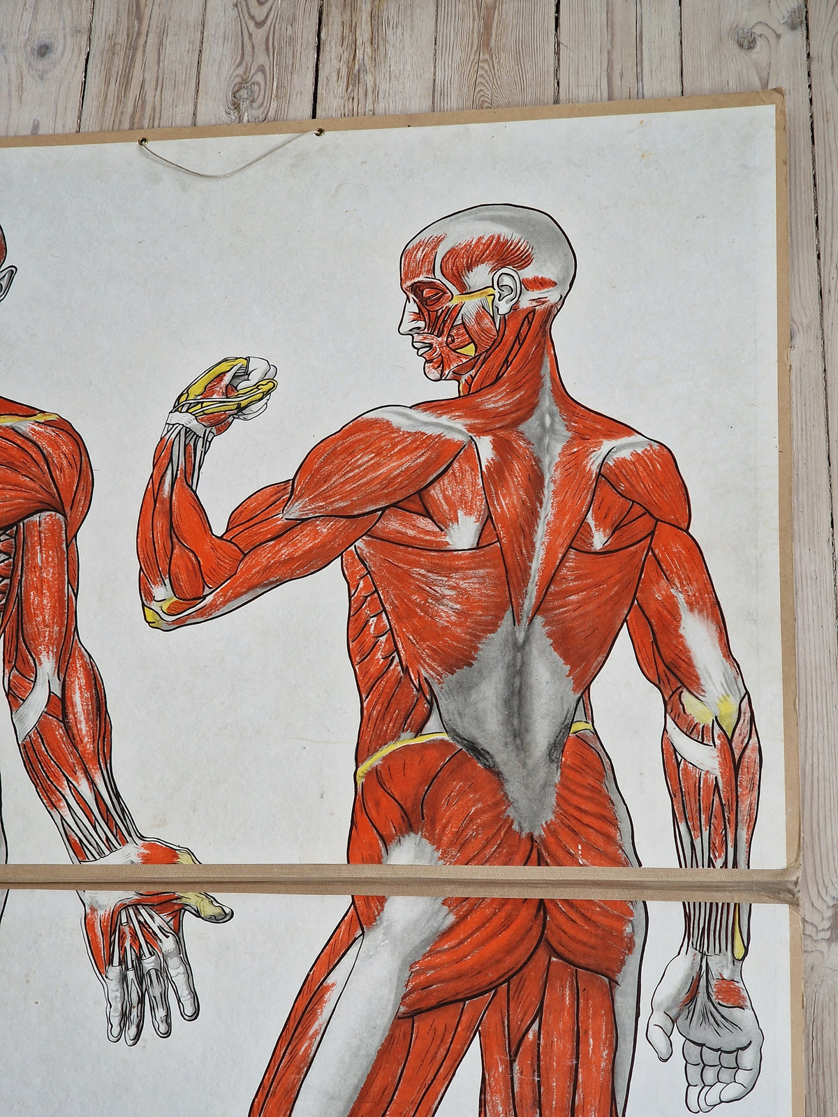 Valistuksen anatomia "Lihaksisto"