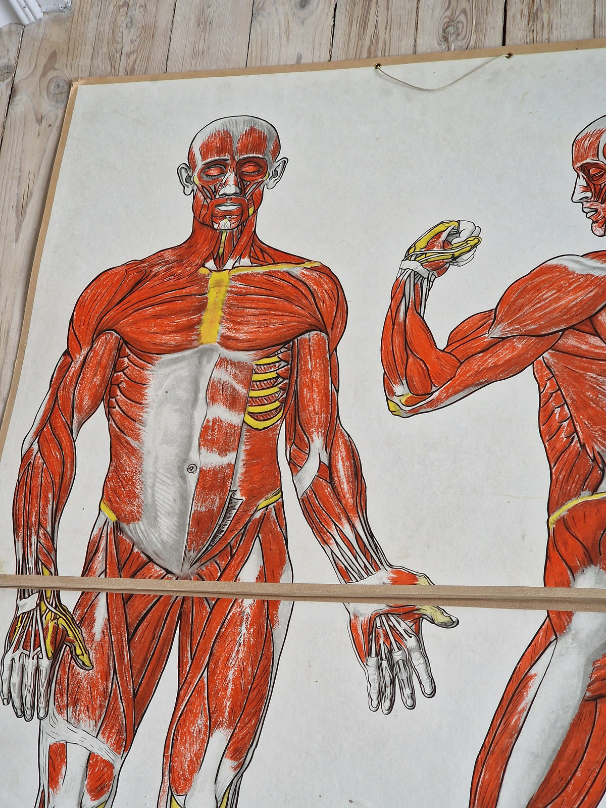 Valistuksen anatomia "Lihaksisto"