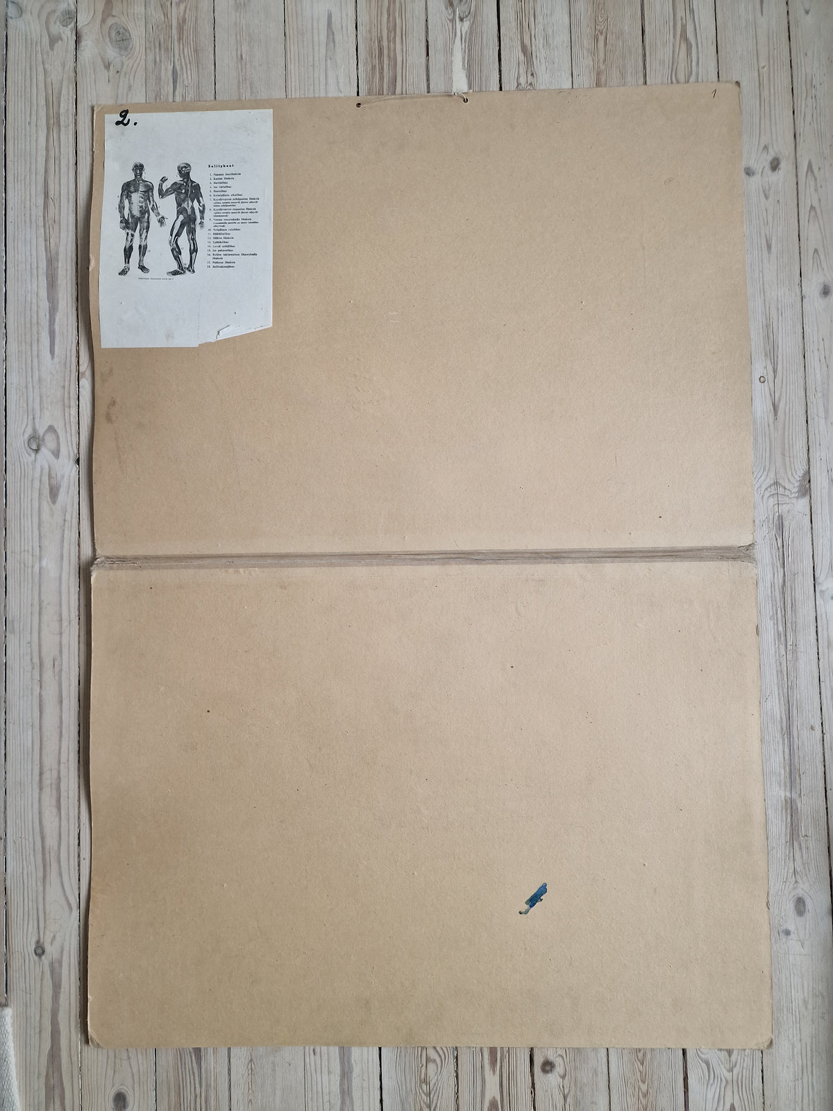 Valistuksen anatomia "Lihaksisto"