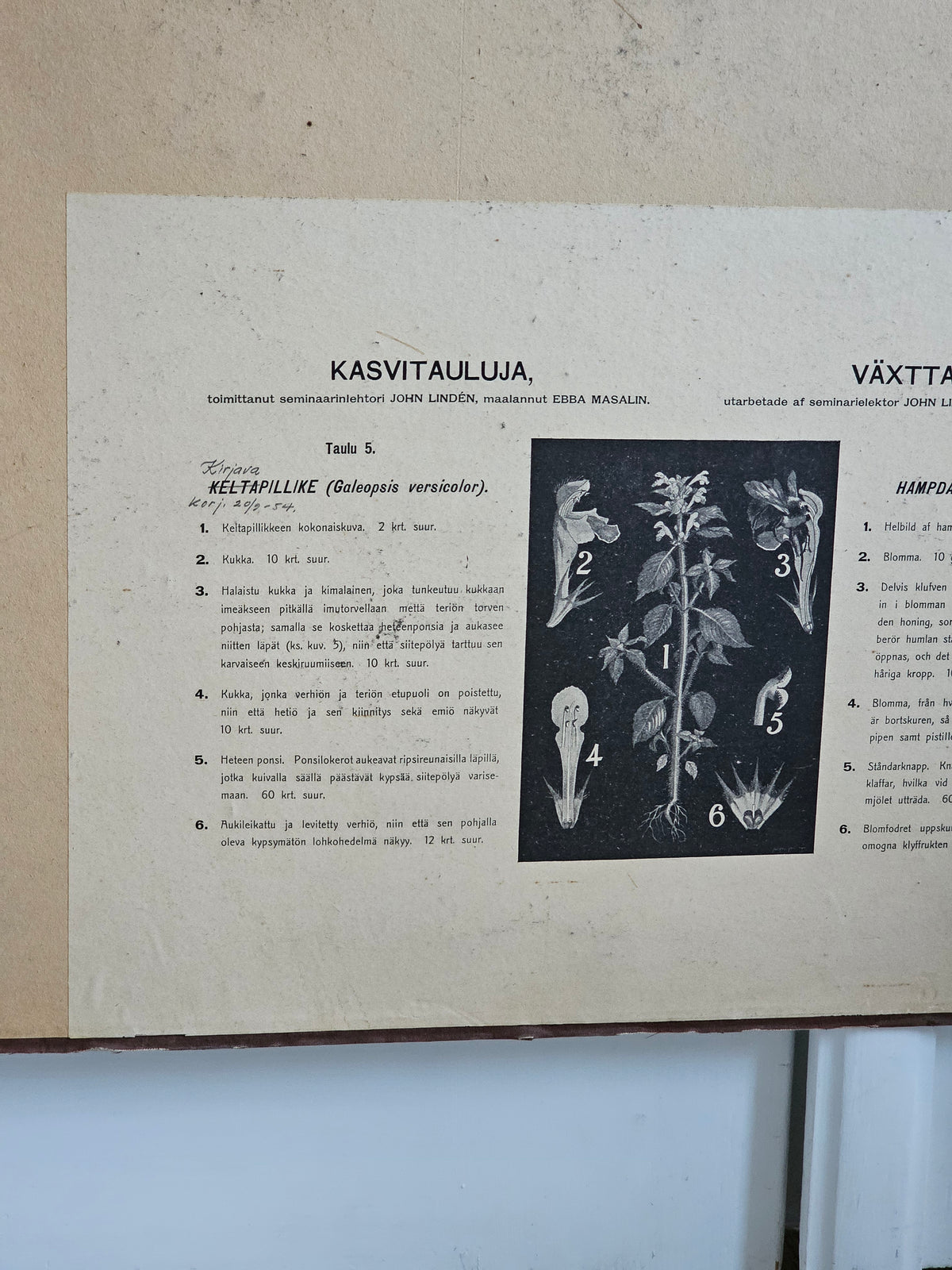Ebba Masalin opetustaulu Keltapillike