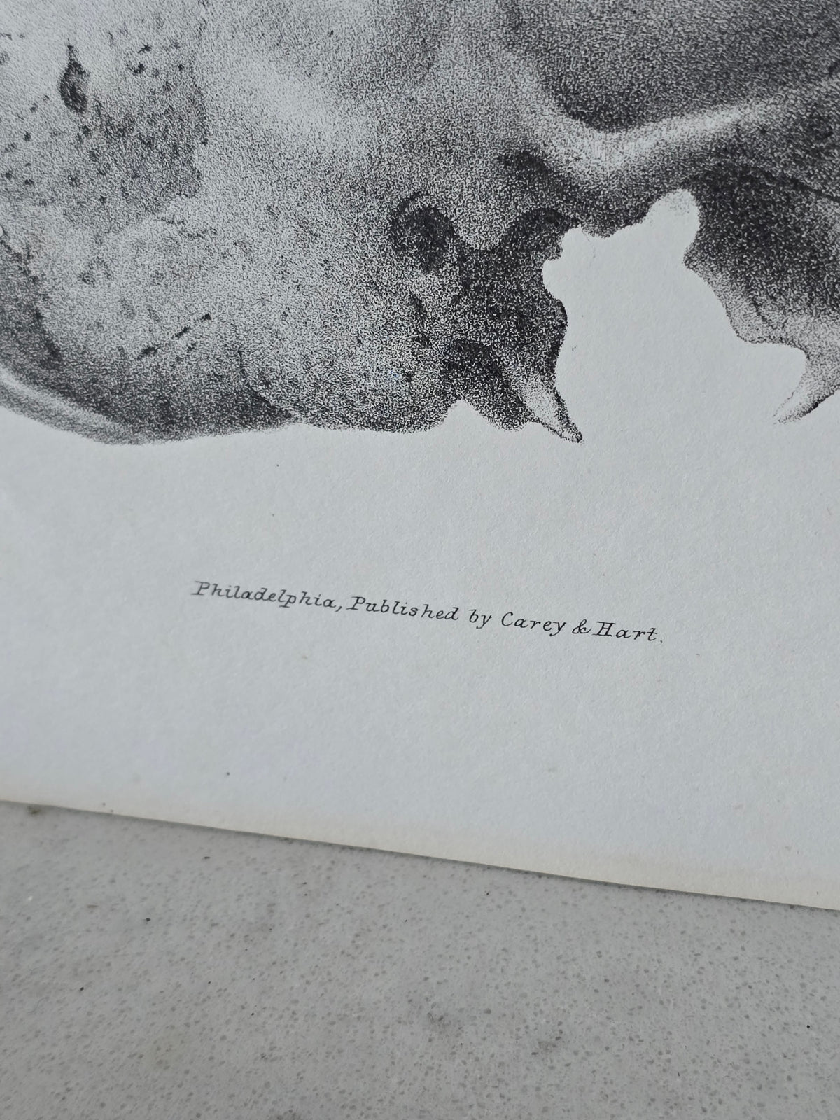 Vanhat v. 1840 anatomiset litografiat