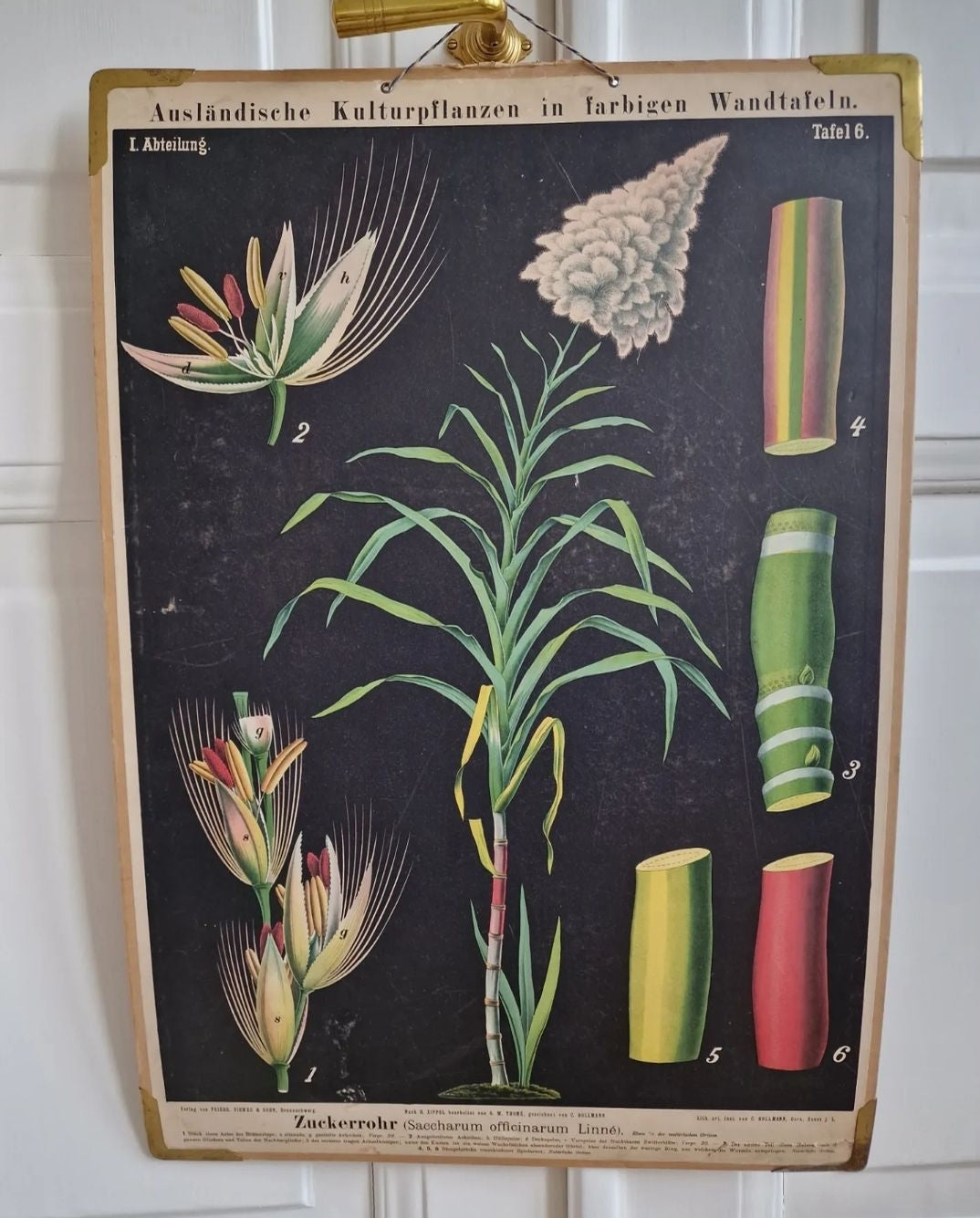 Vanha saksalainen opetustaulu, sokeriruoko