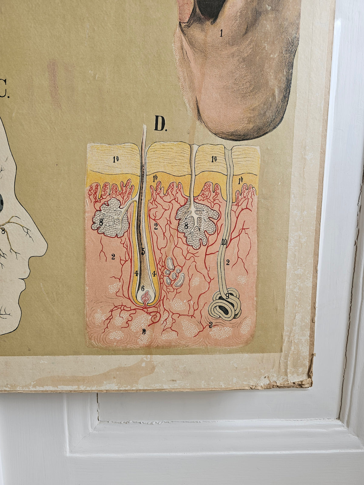 Max Eschner Anatomical wall painting