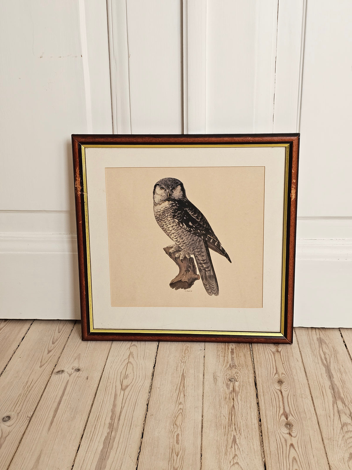 Vintage lintutaulut Haukkapöllö W.v Wright