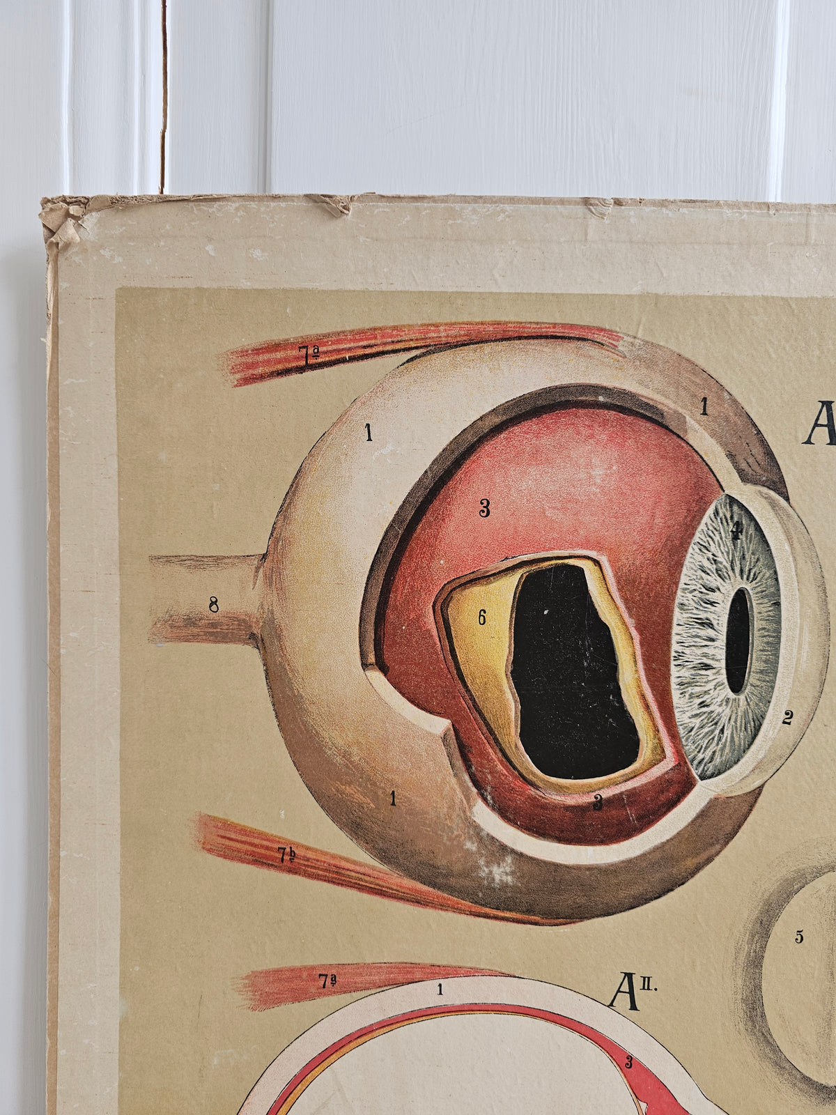 Max Eschner Anatomical wall painting