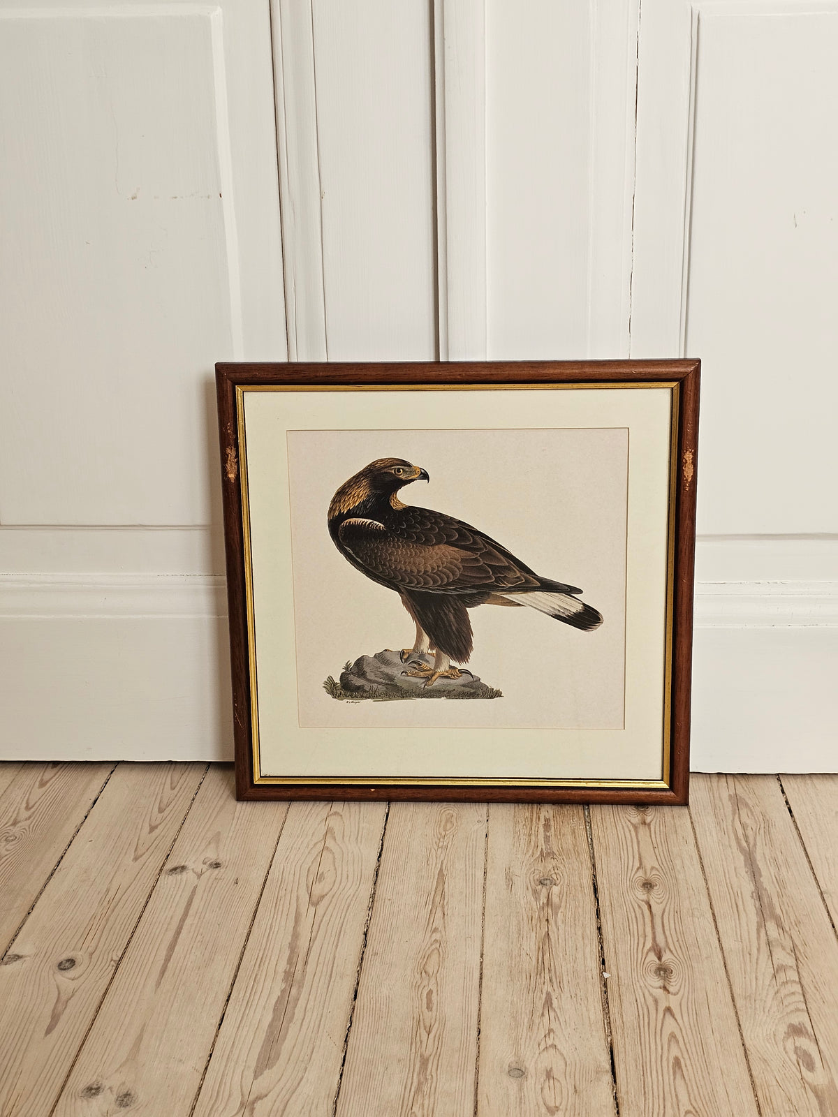 Vintage lintutaulut Maakotka W.v Wright