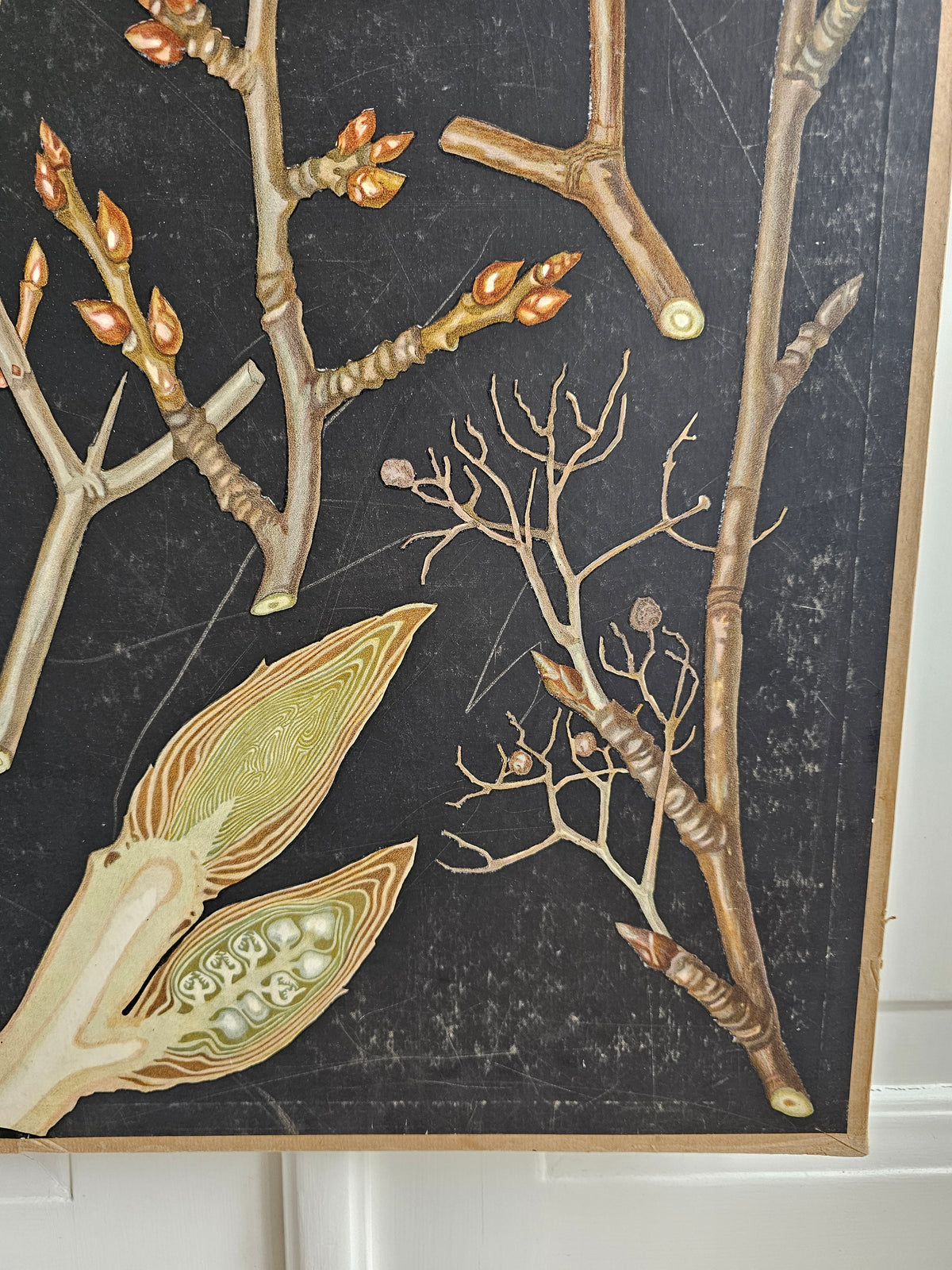 Ebba Masalin, Trees and bushes in their winter outfits