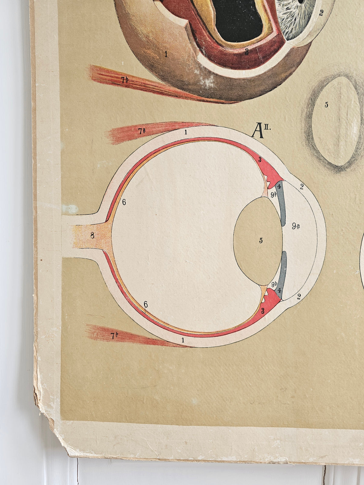 Max Eschner Anatomical wall painting