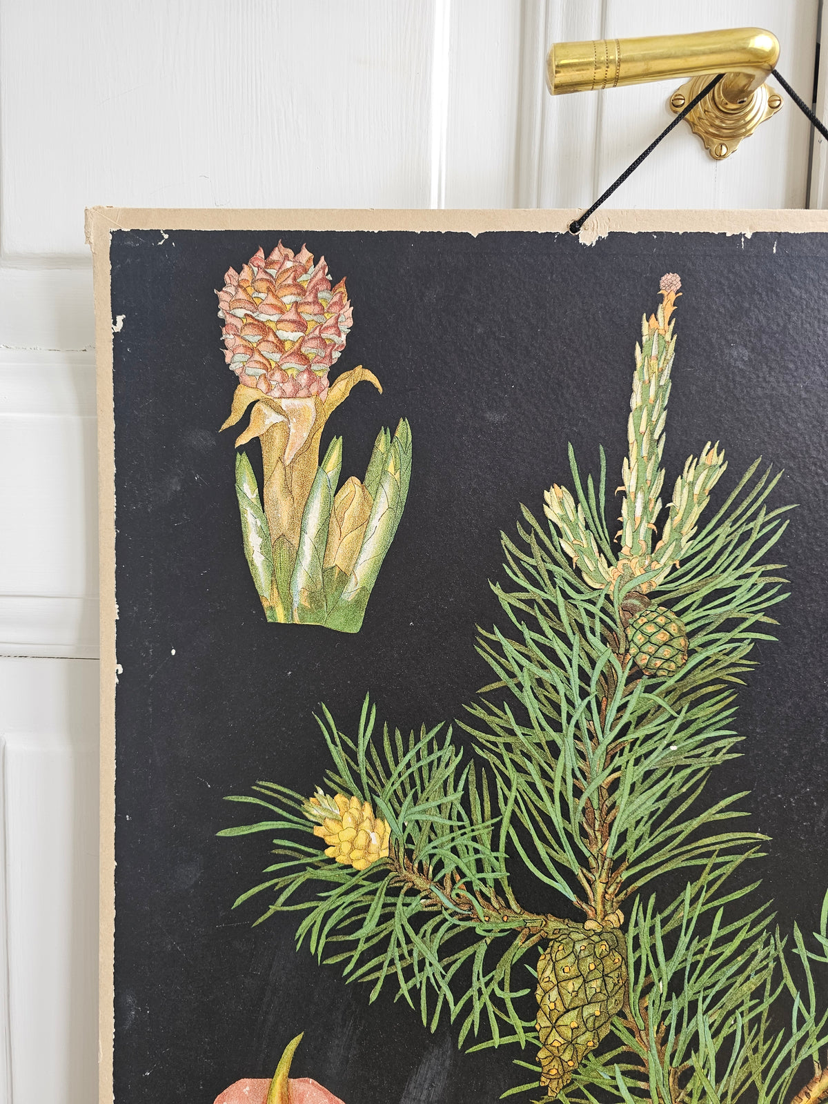 Ebba Masalin Pine