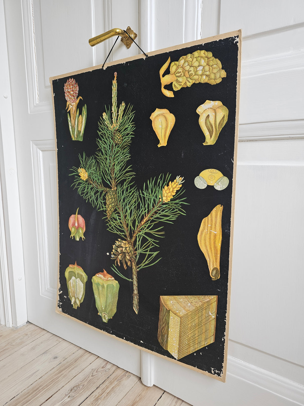 Ebba Masalin Pine
