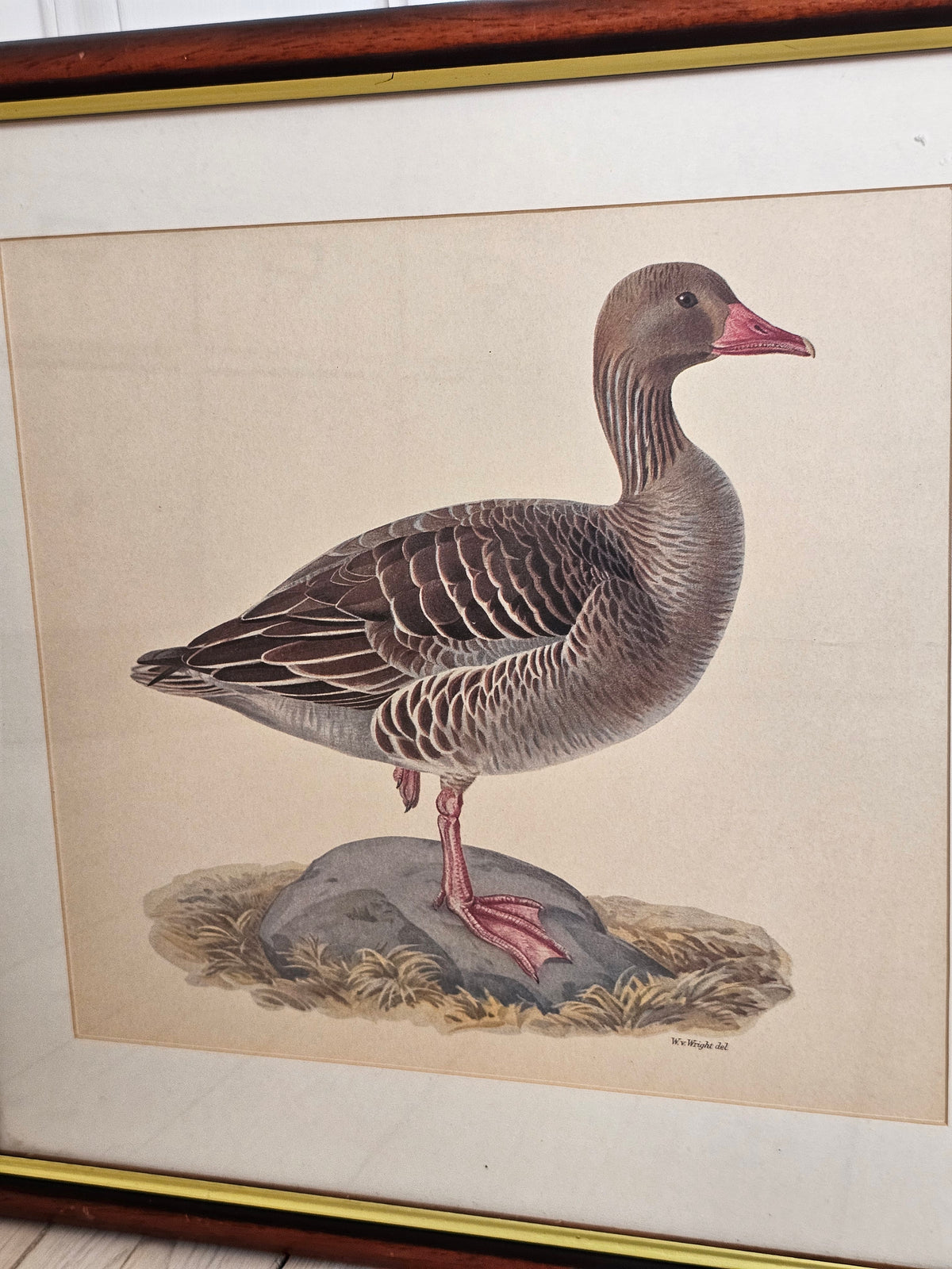 Vintage lintutaulut merihanhi W.v Wright