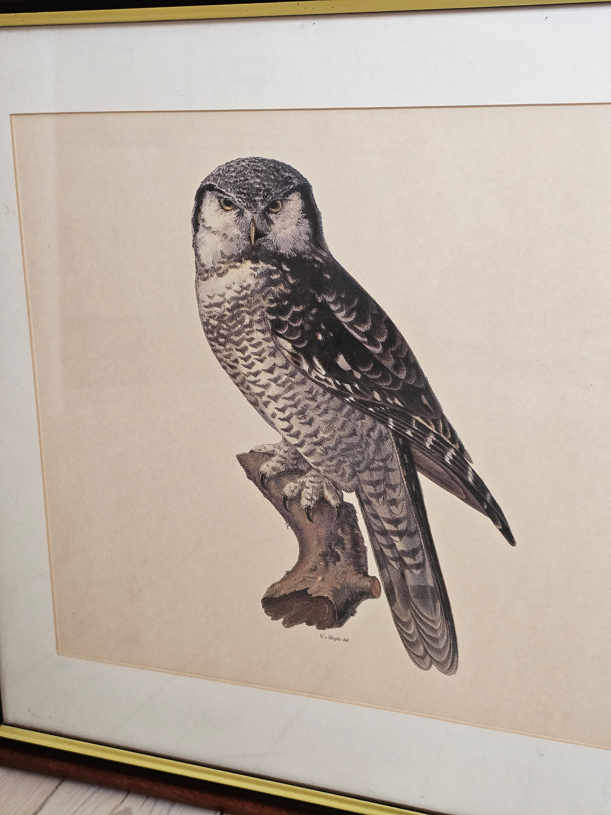 Vintage lintutaulut haukkapöllö W.v Wright