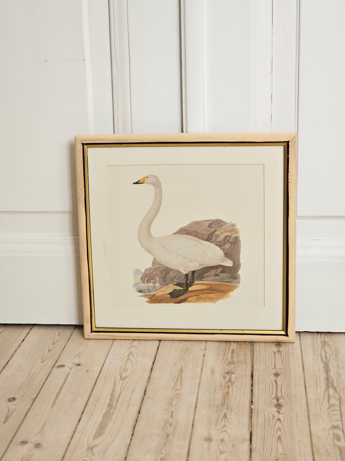Vintage lintutaulut laulujoutsen W.v Wright
