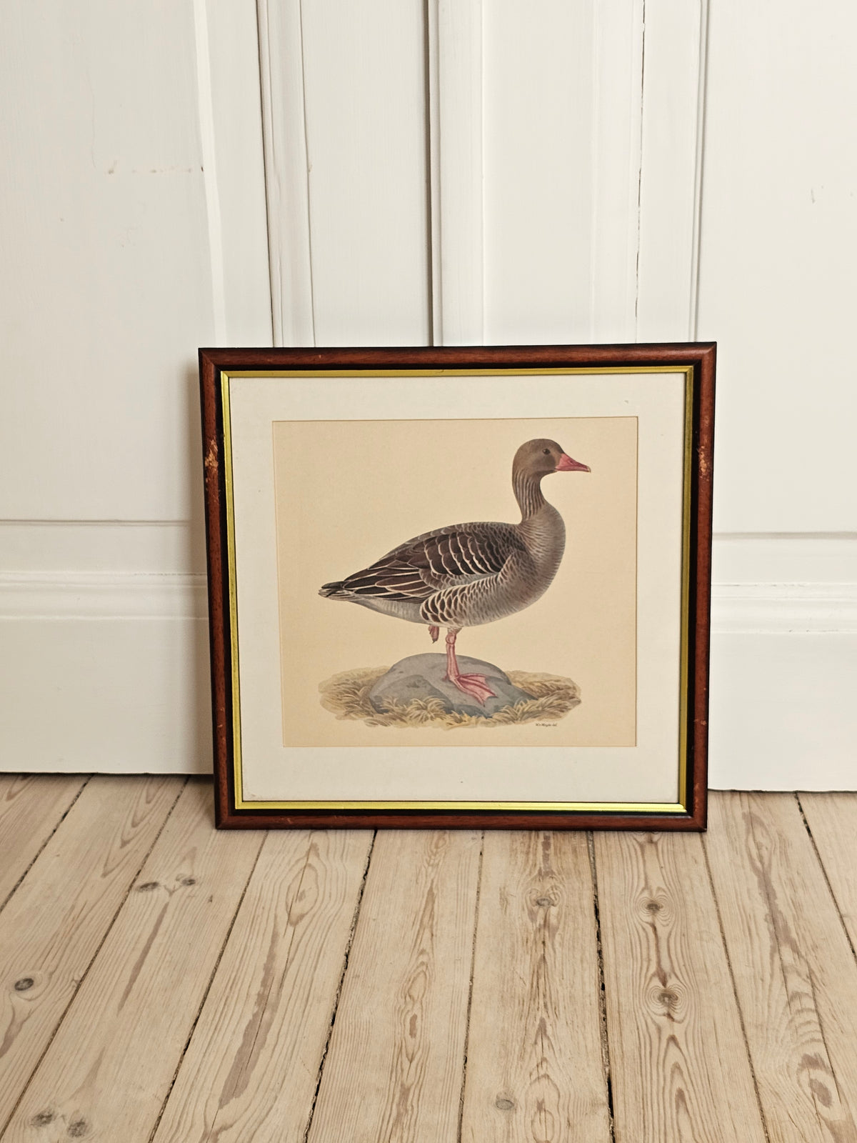 Vintage lintutaulut Merihanhi W.v Wright