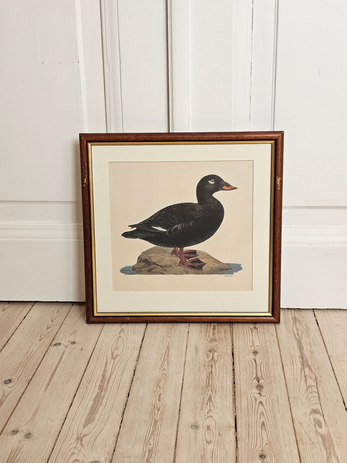 Vintage lintutaulut Pilkkasiipi W.v Wright